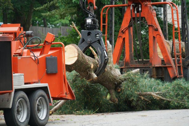 Reliable Berlin, MD Tree Services Solutions